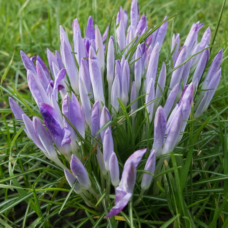 Crocuses in the end of January!