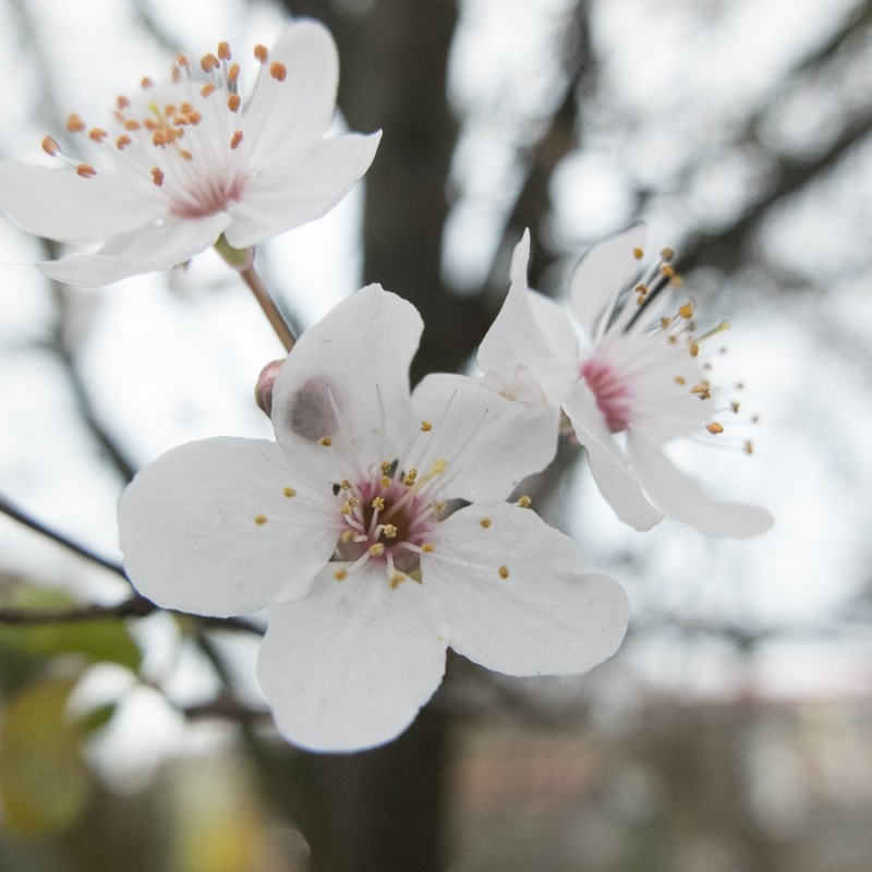 Blossoms