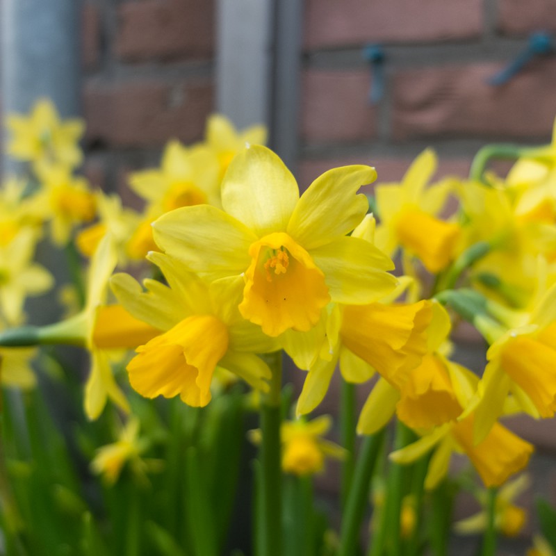 These are blooming since the beginning of February (or perhaps already before that...)