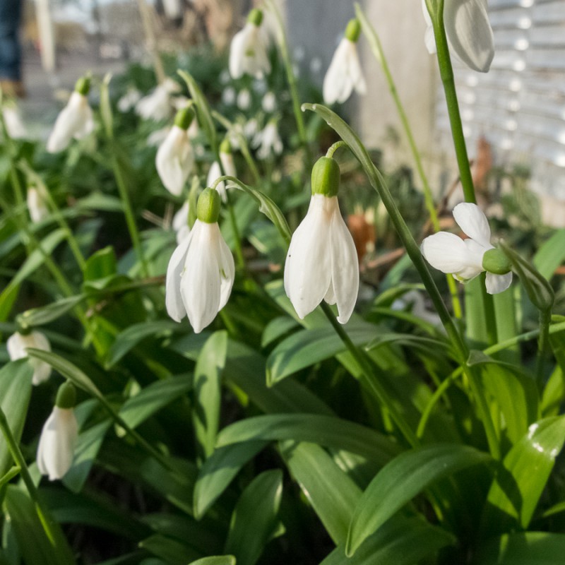 I love snowdrops. Today I spotted some in the neighbourhood.