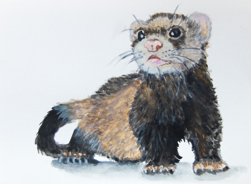 Ferret 10 x 15 cm postcard)