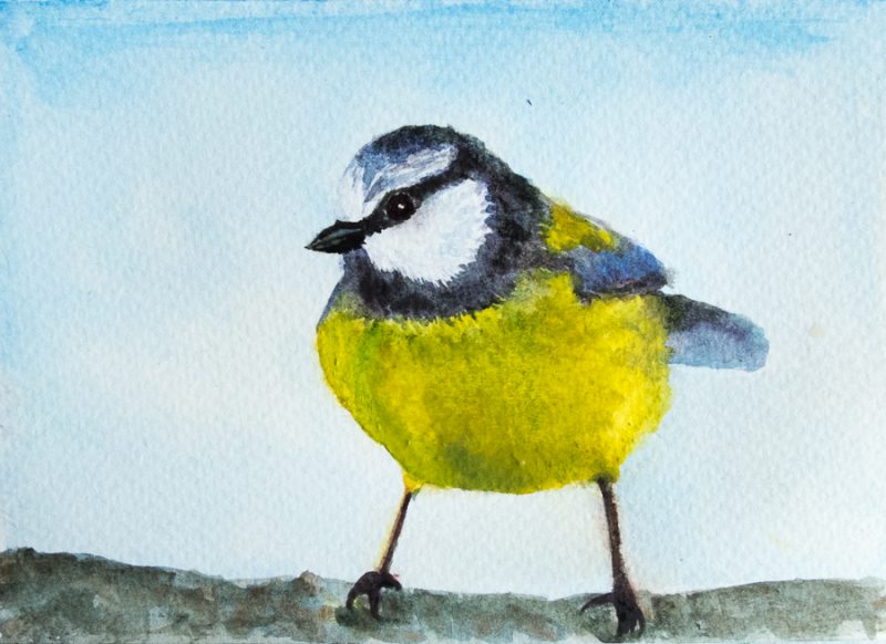 Tomtit (10 x 15 cm postcard)