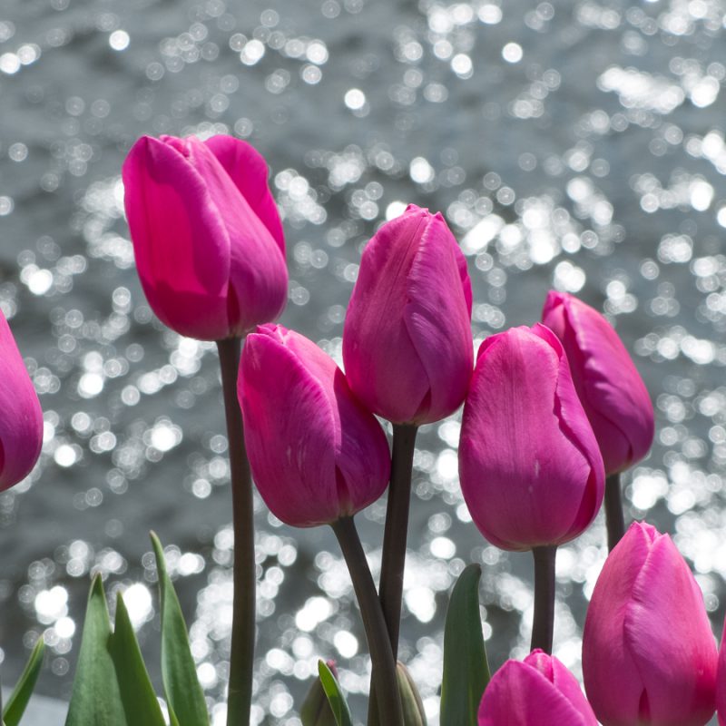 Pink tulips are pretty!