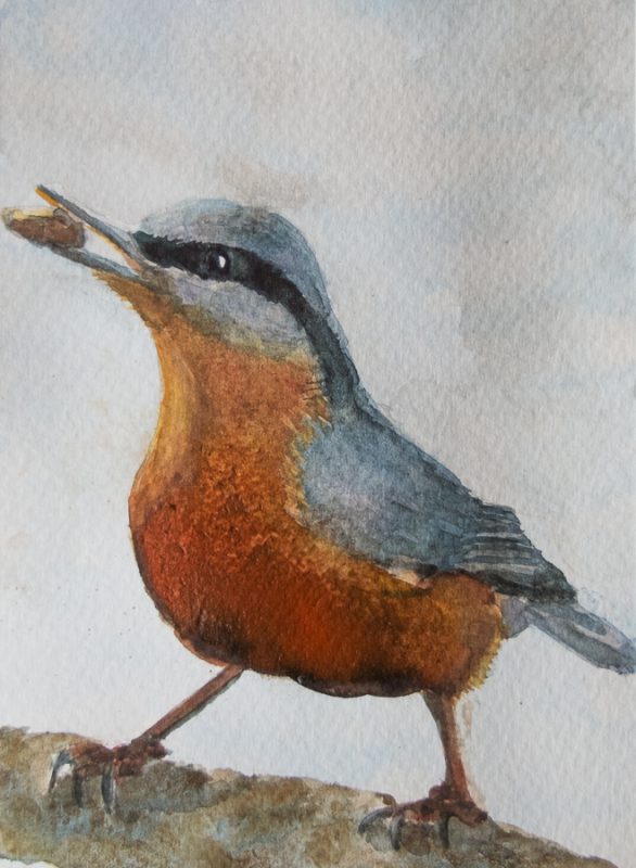 Nuthatch (10 x 15 cm postcard)