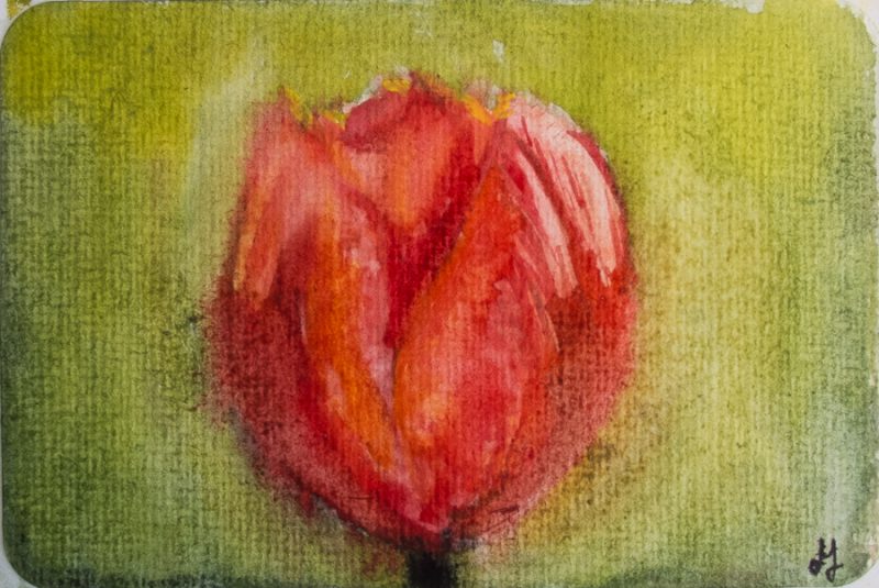 Flaming tulip (10 x 15 cm postcard)