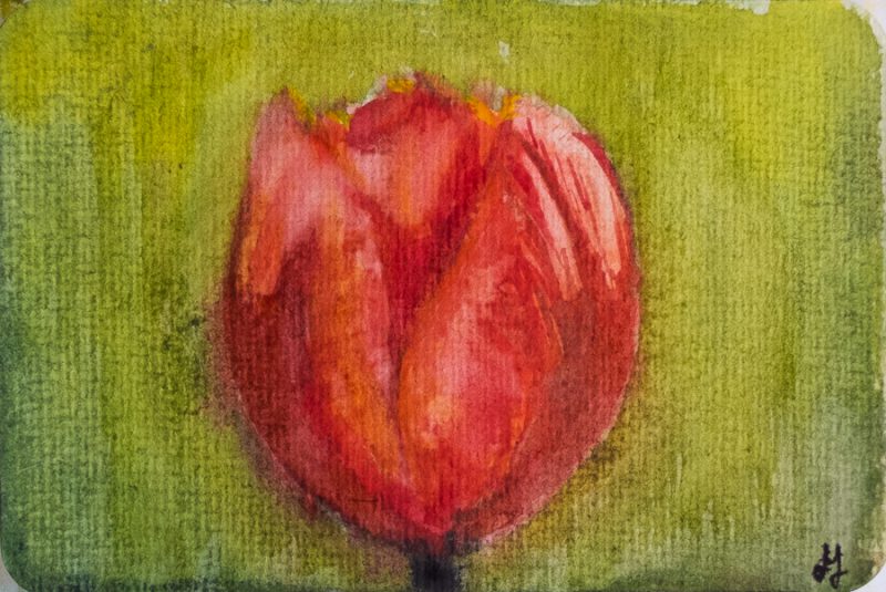 Flaming tulip (10 x 15 cm postcard)