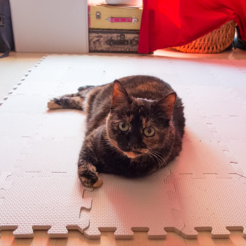 Freya needed to test the blocking mats, of course. She approved them.