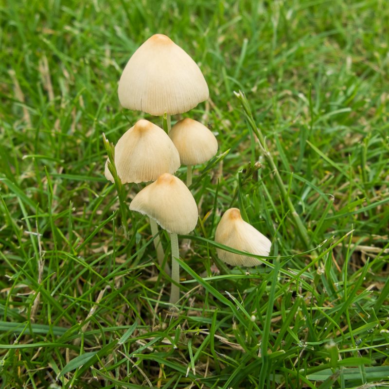 Mushrooms pop up all over the lawn