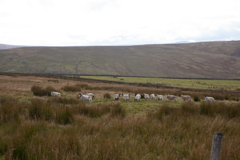 Swaledale sheep