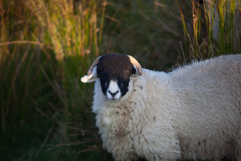 A Swaledale sheep