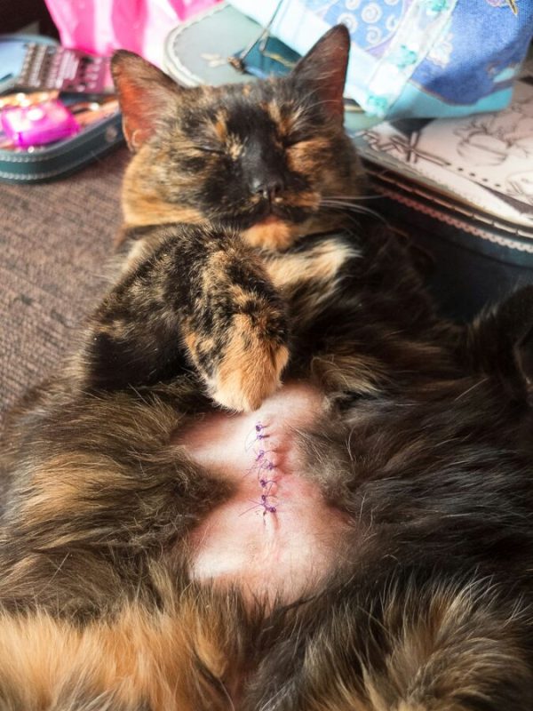 Seven stitches... poor Freya!