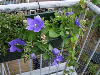 Bloemen op het balkon