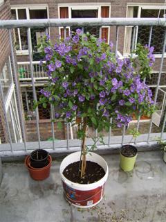 Boompje op het balkon