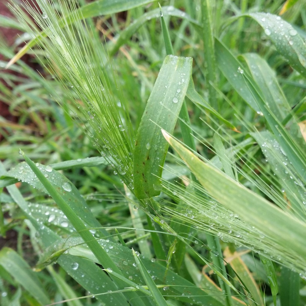 Eindelijk regen!