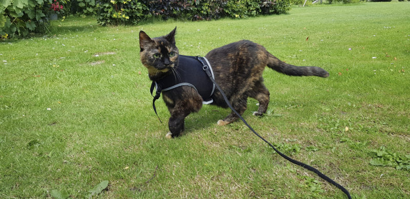 Freya walking on the grass