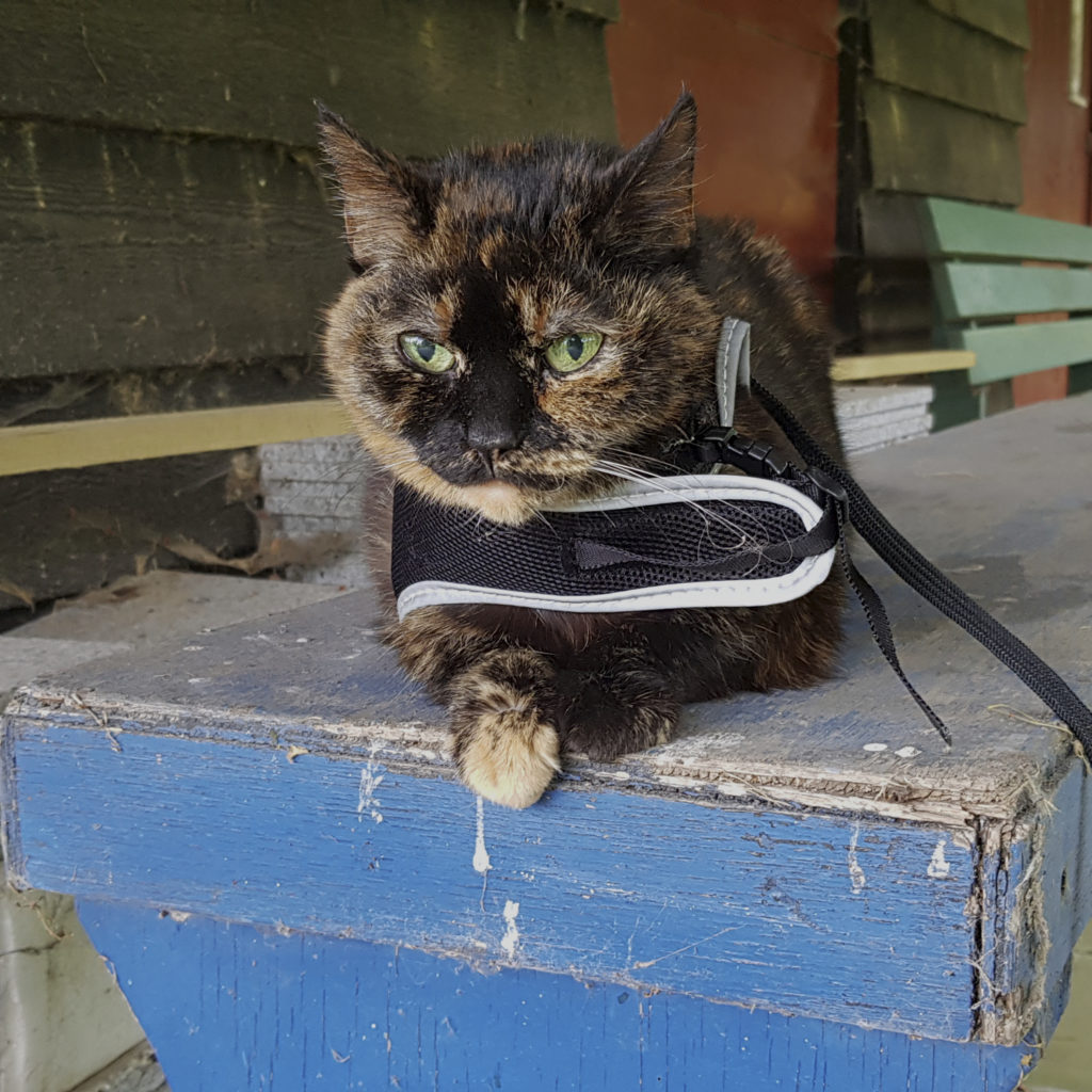 Freya sitting on aa stack of blue planks, watching the garden