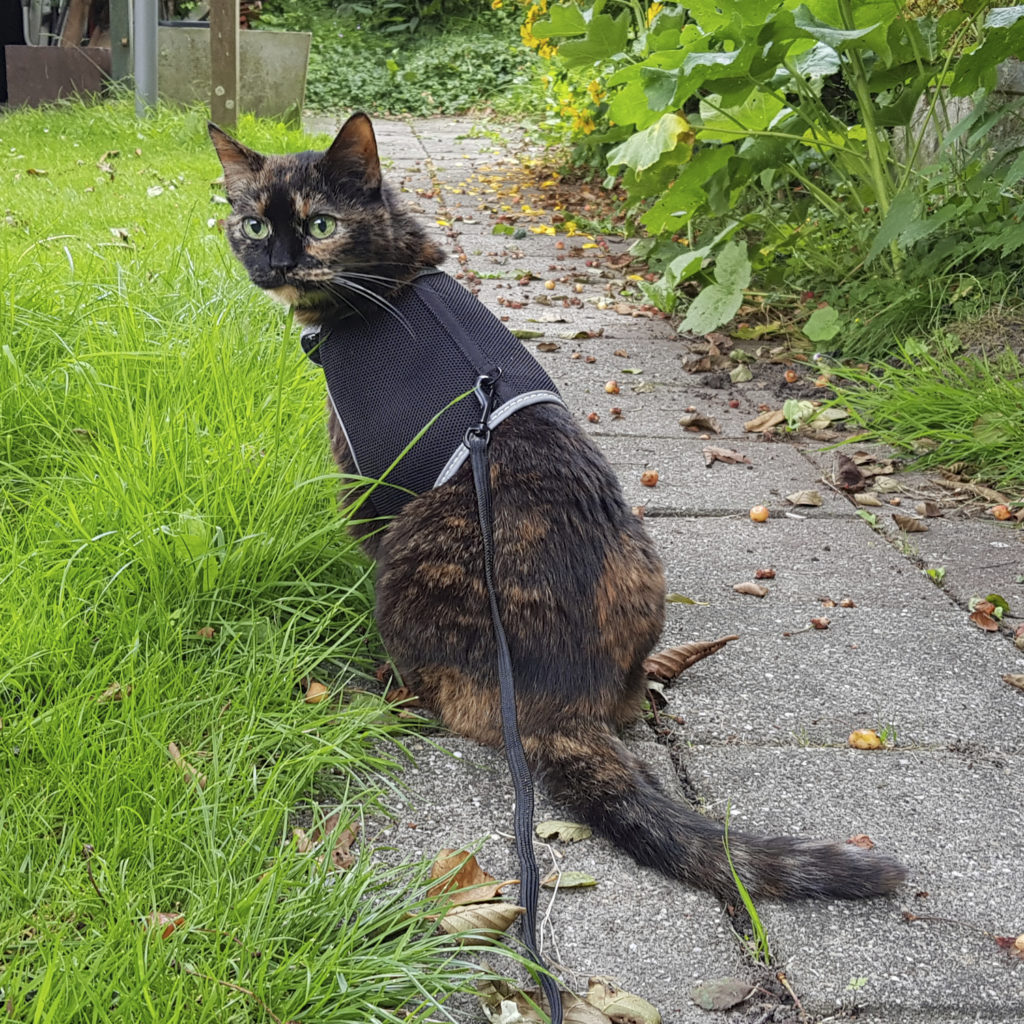 Freya being a bit more relaxed, sitting in the garden