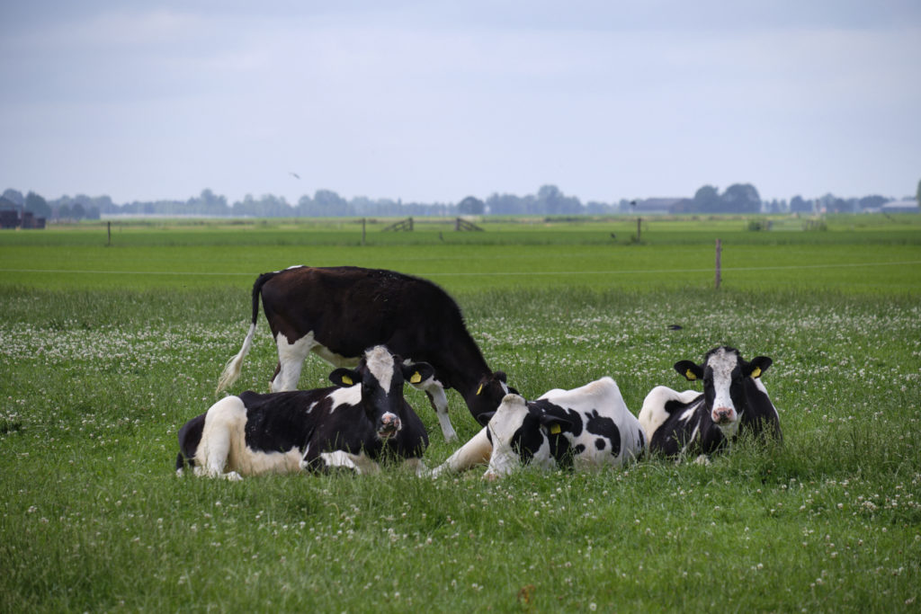 A group of cows