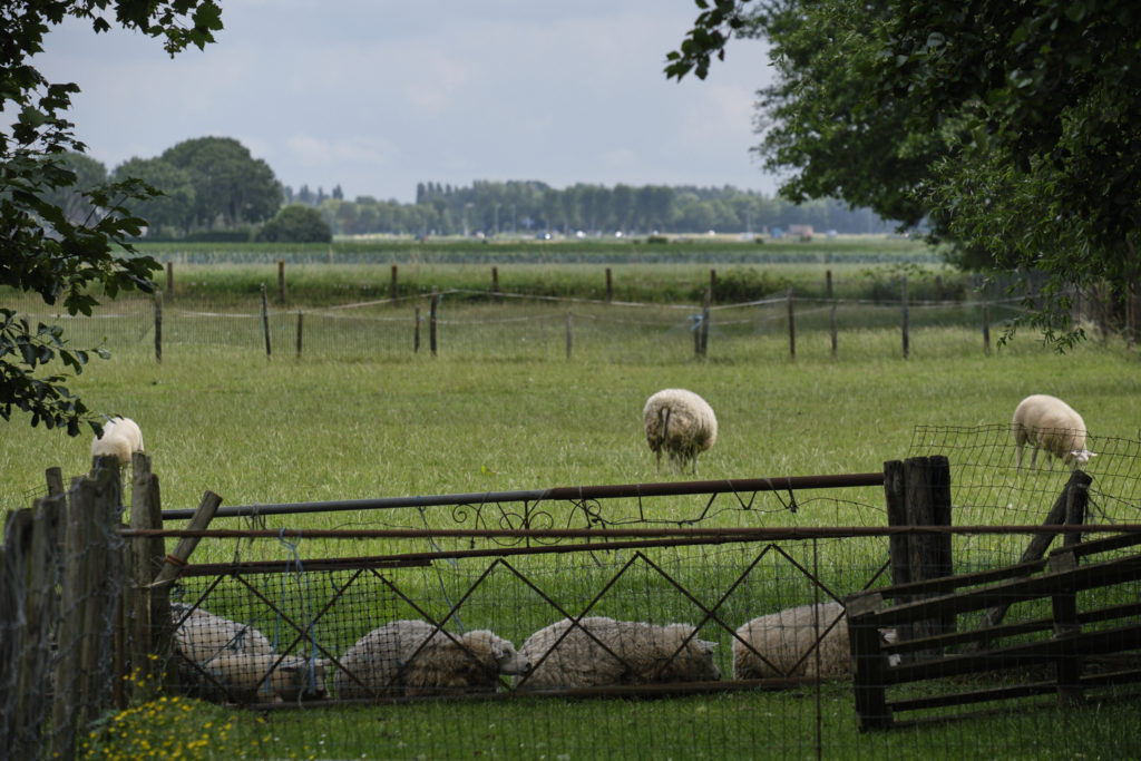 Sheep lying in a row