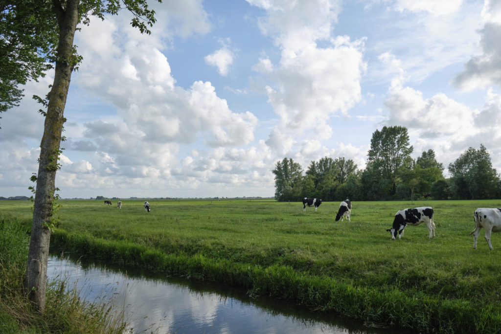 A Dutch landscape: water, meadows with cows, and some trees in the distance