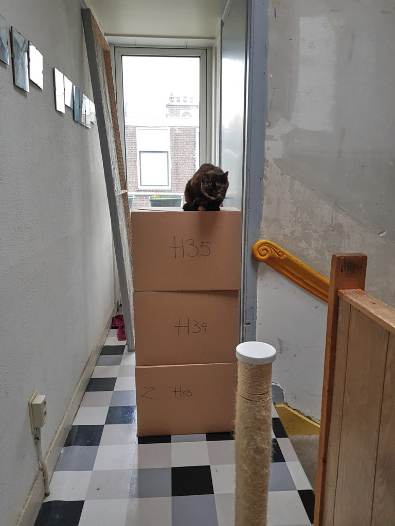 Freya sitting on top of some moving boxes
