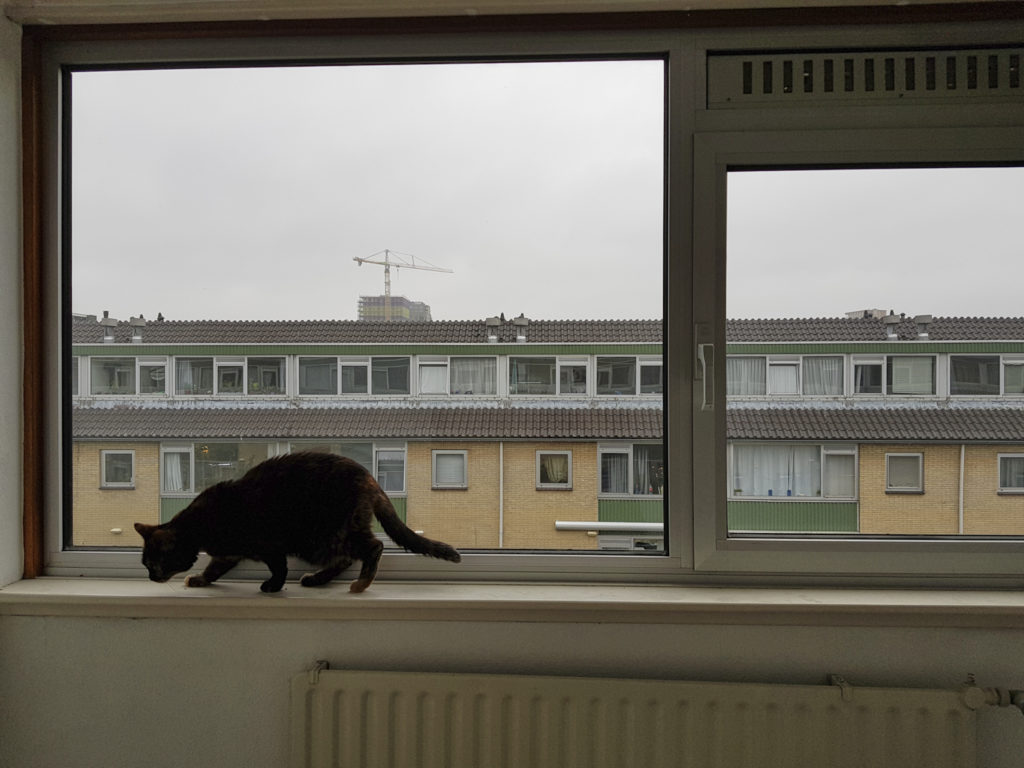 Freya is on the window sill of the attic