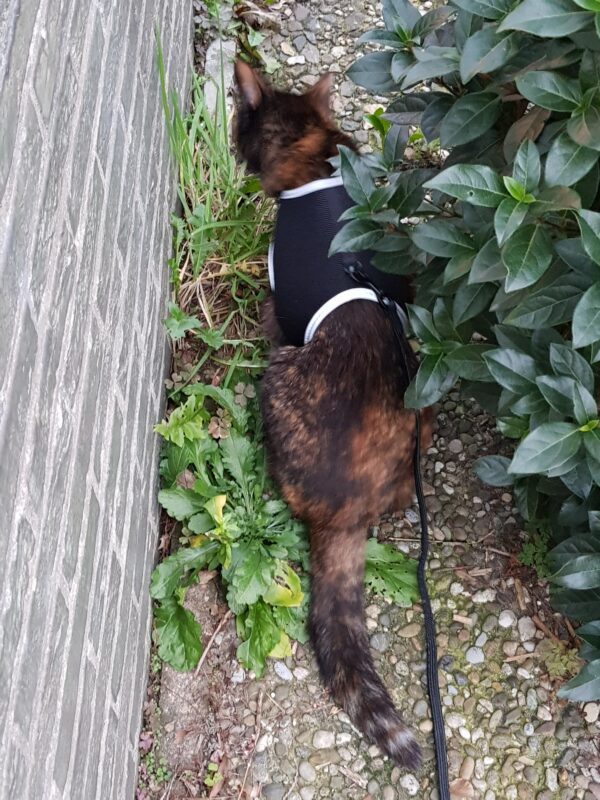 Freya eating grass in the front yard