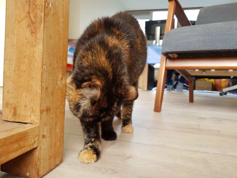 Freya walking unsteadily, with her head hanging down