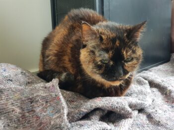 Portrait of Freya sitting on moving blankets