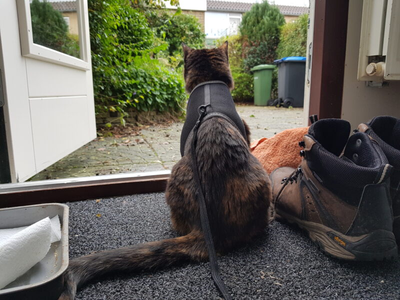 Freya is sitting on the doorstep to the backyard.