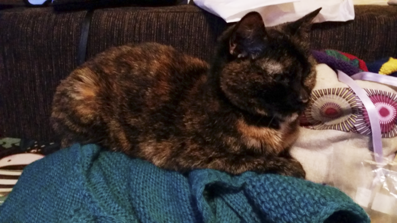 Fiona, lying on a blue knitted cardigan.