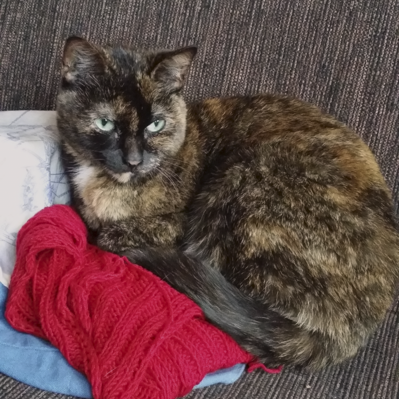 Fiona, lying on a red knitted scarf.