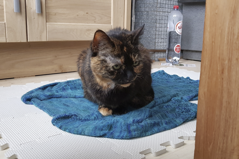 Freya, sitting on a wet knitted sweater.