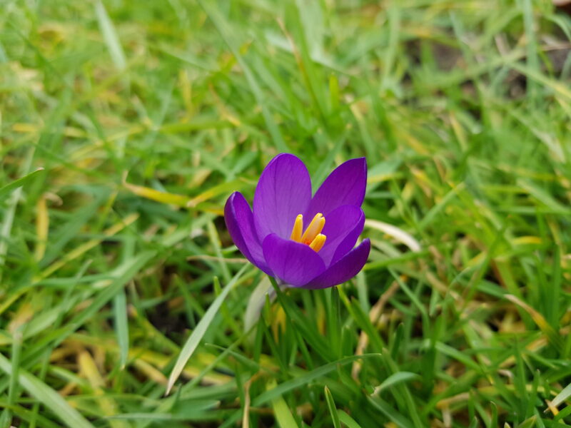 A close up of a blooming purple crocus