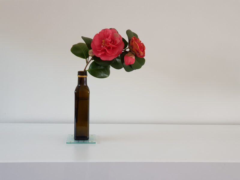 An oil bottle on a white surface, containing one camellia branch with pink flowers