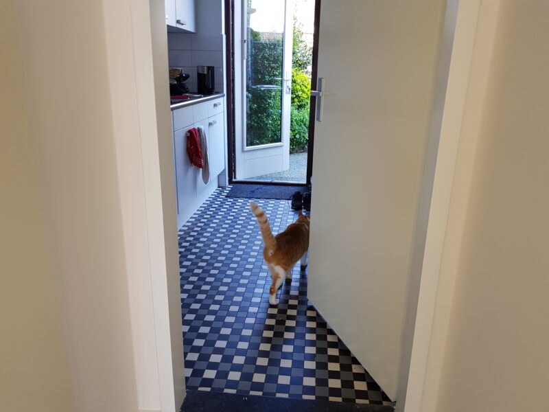 A white and ginger cat walking in our kitchen with his tail up.